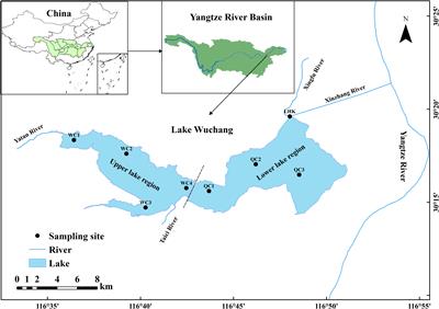 Environmental and spatial factors play different roles in phytoplankton community assembly in different hydrological seasons in Lake Wuchang, China